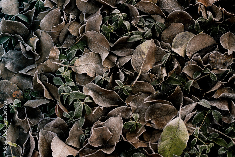 Leaves on a forest glade in the morning frost after a frosty night. Concept of the first frost, winter comes. Flat lay, top view Leaves on a forest glade in the morning frost after a frosty night. Concept of the first frost, winter comes. Flat lay, top view