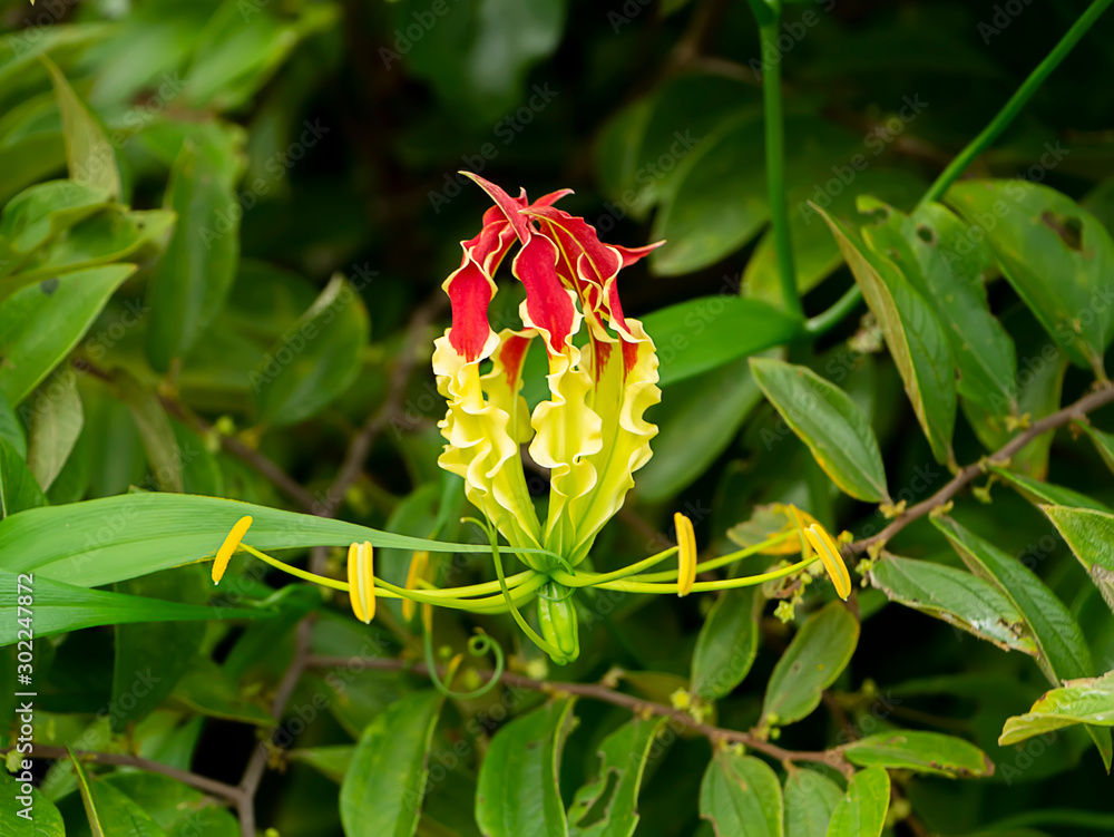 Flame lily flower. (Gloriosa superba) Flame lily flower. (Gloriosa superba)