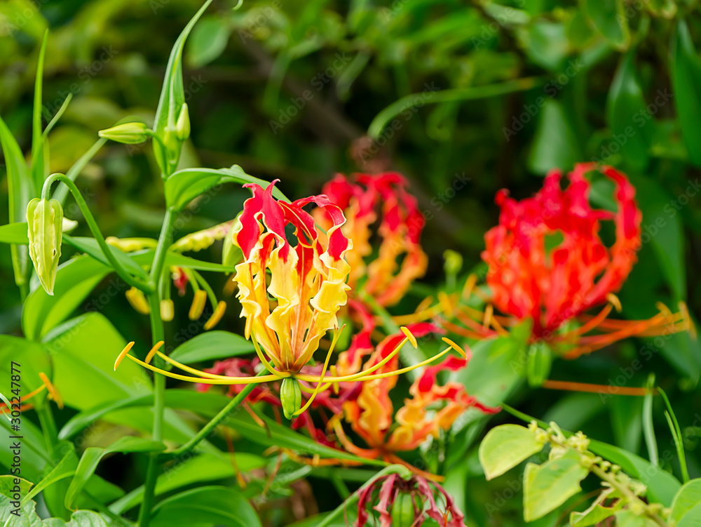 Obraz premium Flame lily flower. (Gloriosa superba)