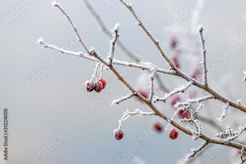 Rosehip branch with berries covered with frost on a blurred background_