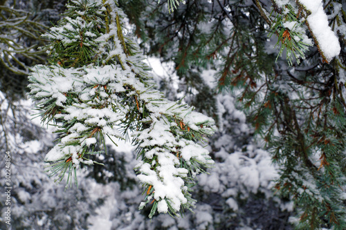 Winter scenery. Christmas themes. Snowy pine branches.