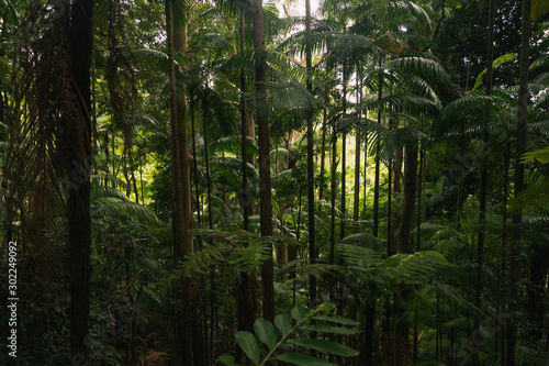 Rainforest in Australia