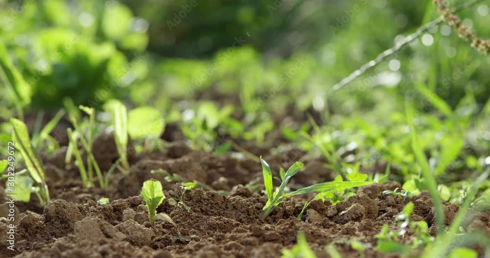 Slow Mo Close Up Working In Garden With Hoe Slow Mo Close Up Working In Garden With Hoe