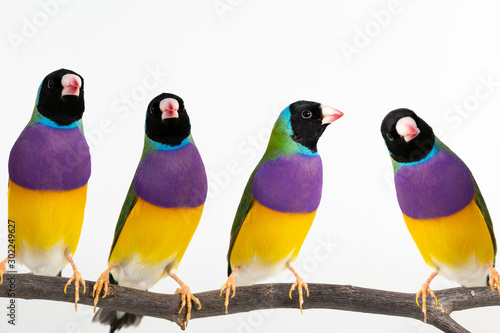 Cuadro en lienzo Gouldian finch Bird