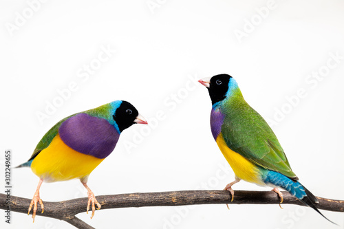 Gouldian finch Bird
