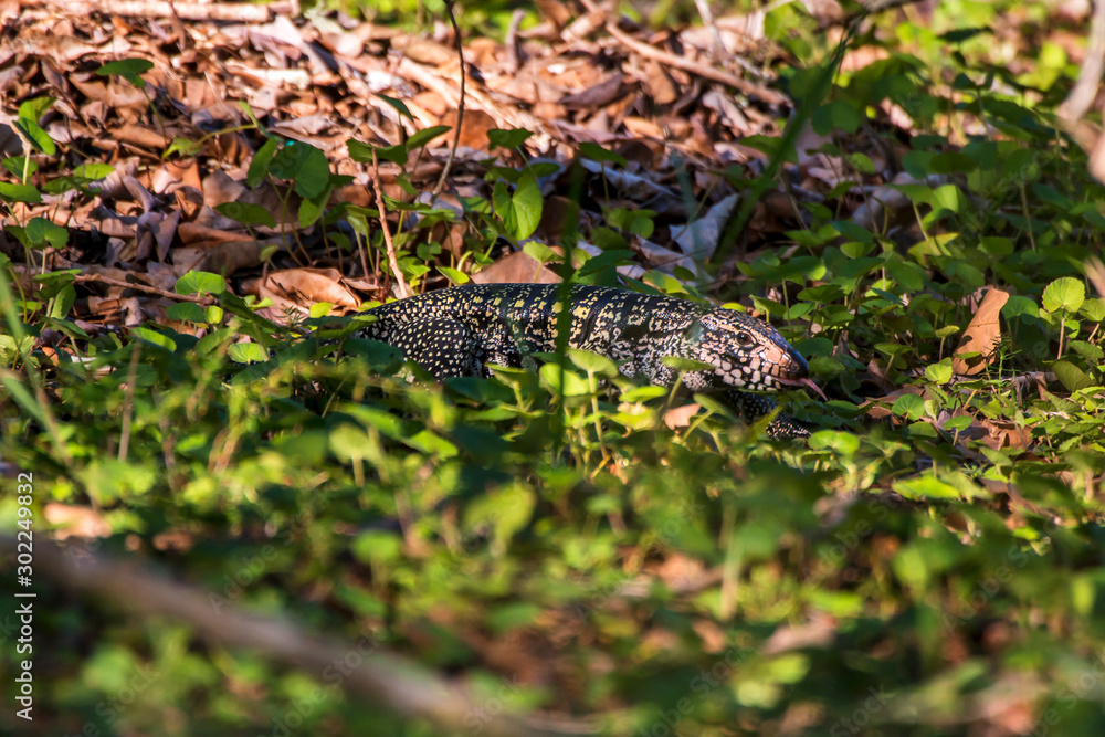 Fototapeta premium Black and white Tegu photographed in Linhares, Espirito Santo. Southeast of Brazil. Atlantic Forest Biome. Picture made in 2013.