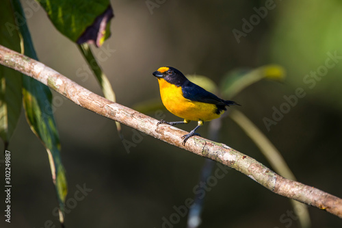 Violaceous Euphonia photographed in Linhares, Espirito Santo. Southeast of Brazil. Atlantic Forest Biome. Picture made in 2013.
