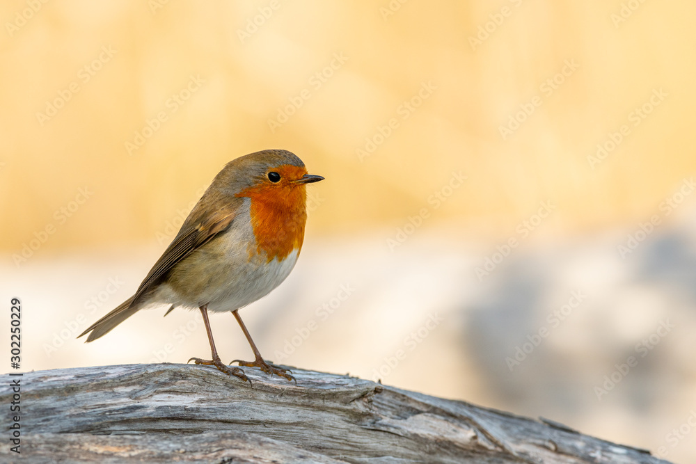 A cute little European robin standing on a peace of wood A cute little European robin standing on a peace of wood