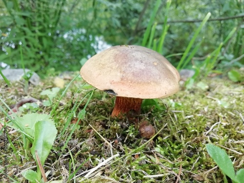 mushroom in forest © Тара Костина