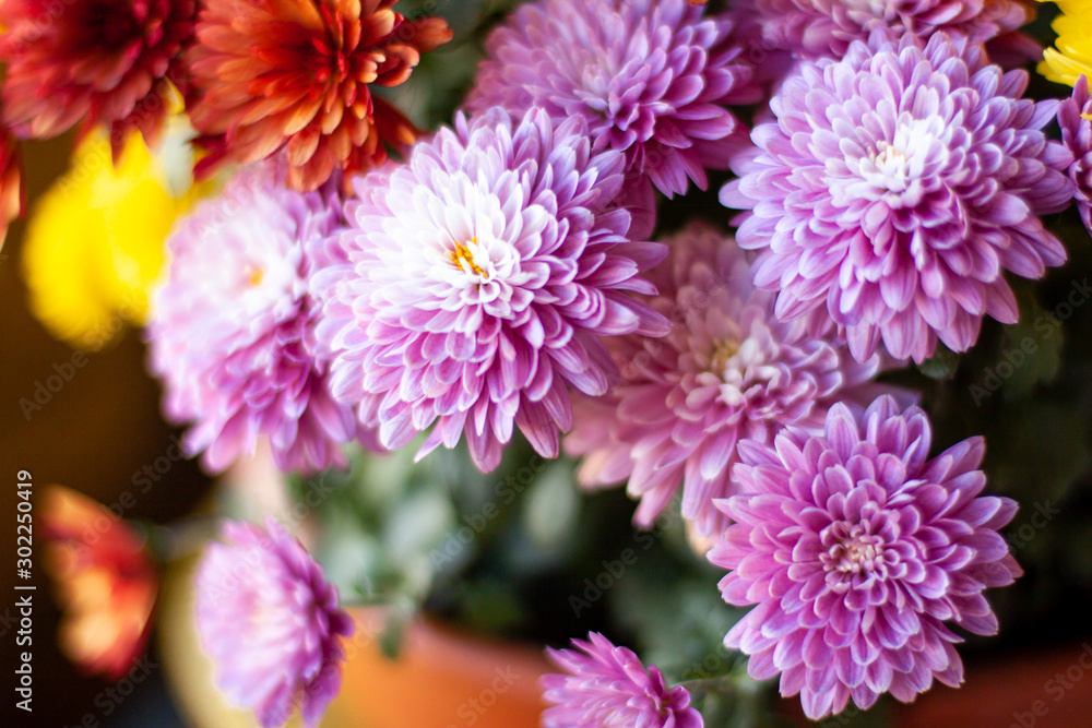 View of blossom yellow, red and violett mums or chrysanthemum flowers View of blossom yellow, red and violett mums or chrysanthemum flowers