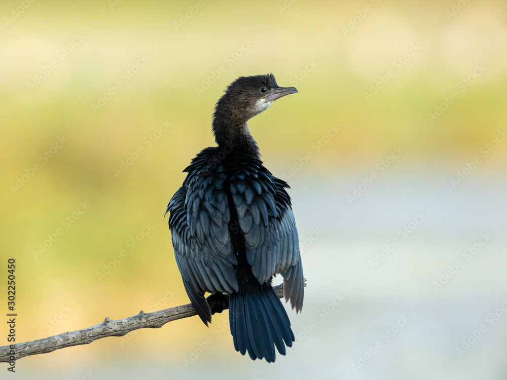 Fototapeta premium A pygmy cormorant resting on a small branch near the water