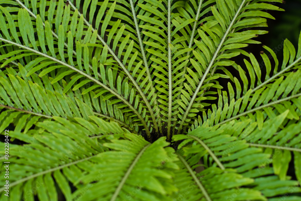 A fern tree with a intricate pattern A fern tree with a intricate pattern