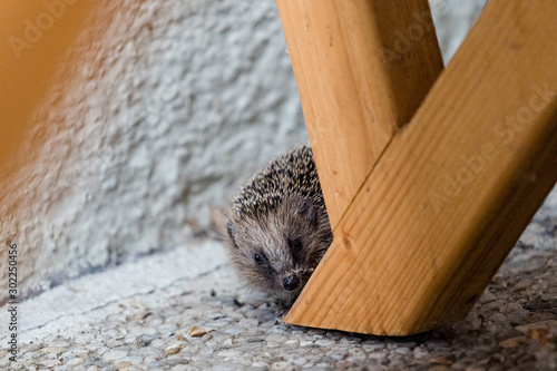 Igel erkundet eine Terrasse