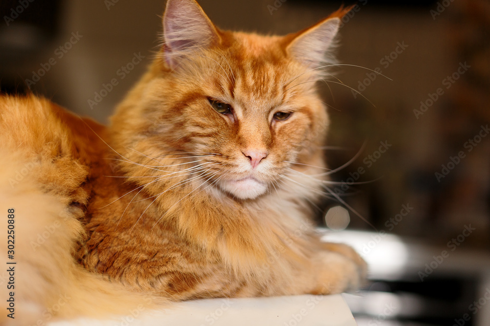 Close-up Portrait of Adorable Ginger Maine Coon Cat Curious Looking in Camera