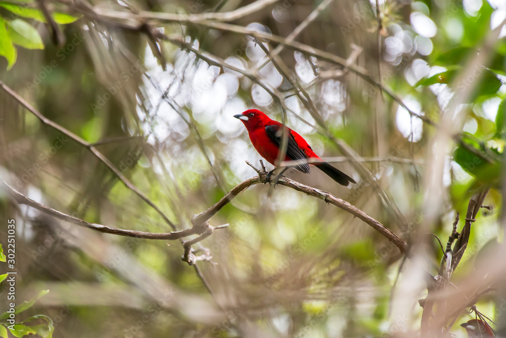 Brazilian Tanager photographed in Linhares, Espirito Santo. Southeast of Brazil. Atlantic Forest Biome. Picture made in 2013. Brazilian Tanager photographed in Linhares, Espirito Santo. Southeast of Brazil. Atlantic Forest Biome. Picture made in 2013.