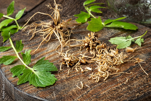 Cutting up valerian roots to prepare tincture
