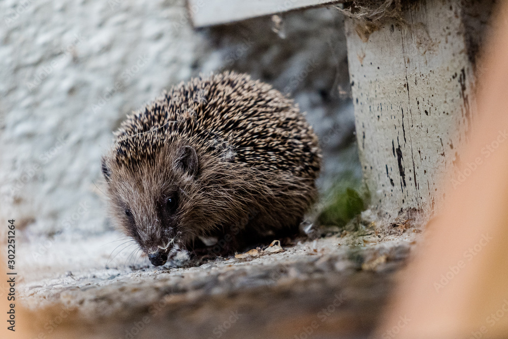 Obraz premium Igel erkundet eine Terrasse