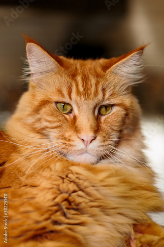 Close-up Portrait of Adorable Ginger Maine Coon Cat Curious Looking in Camera