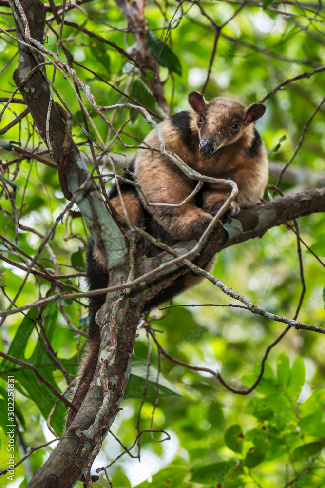Fototapeta premium Southern tamandua photographed in Linhares, Espirito Santo. Southeast of Brazil. Atlantic Forest Biome. Picture made in 2013.