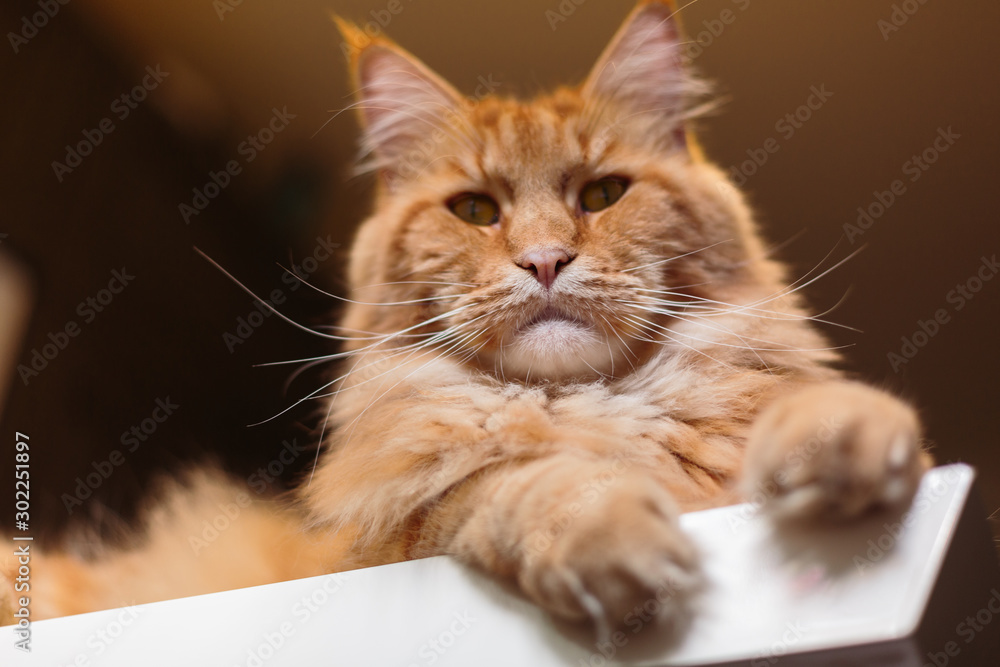 Close-up Portrait of Adorable Ginger Maine Coon Cat Curious Looking in Camera Close-up Portrait of Adorable Ginger Maine Coon Cat Curious Looking in Camera