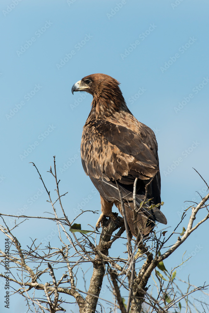 Aigle ravisseur,.Aquila rapax , Tawny Eagle Aigle ravisseur,.Aquila rapax , Tawny Eagle
