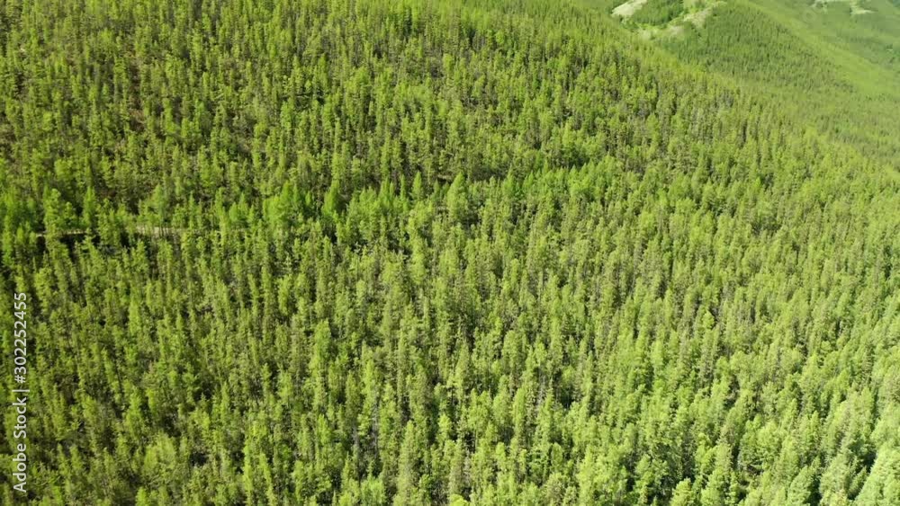 moving forward to pine woods green nature scape mountains wild aerial establisher.4k drone flight establishing shot moving forward to pine woods green nature scape mountains wild aerial establisher.4k drone flight establishing shot