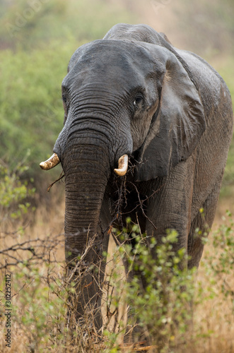 El  phant d Afrique  Loxodonta africana  Parc national Kruger  Afrique du Sud