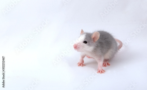 Rat - a symbol of the new year according to the Chinese calendar