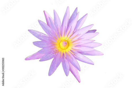 purple    lotus    flower blooming isolated    on    white    background.
