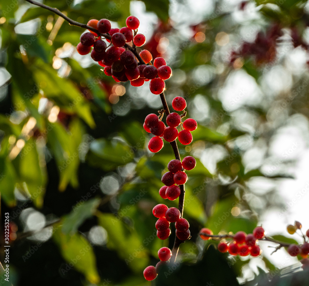Red fruits of Elaeagnus umbellata or Japanese silverberry, known as umbellata oleaster or autumn olive, on blurred background of green foliage. Selective focus. Close-up. Nature concept for design. Red fruits of Elaeagnus umbellata or Japanese silverberry, known as umbellata oleaster or autumn olive, on blurred background of green foliage. Selective focus. Close-up. Nature concept for design.