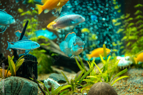 Goldfish in freshwater aquarium with green beautiful planted tropical. fish in freshwater aquarium with green beautiful planted tropical. Colorful fish on green background.