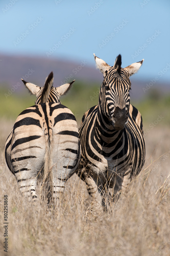 Obraz premium Zèbre de Burchell, Equus quagga, Parc national Kruger, Afrique du Sud