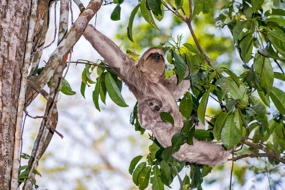 Fototapeta premium Brown throated sloth photographed in Linhares, Espirito Santo. Southeast of Brazil. Atlantic Forest Biome. Picture made in 2013.