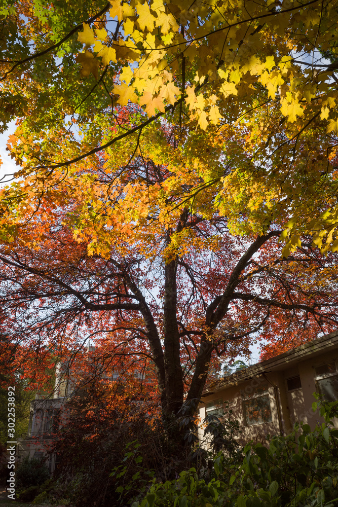 Colorful autumn scene