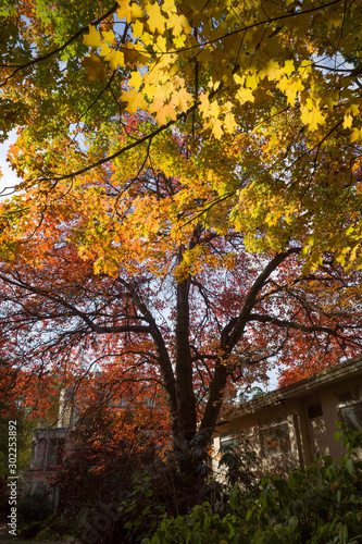 Colorful autumn scene © Rowena Naylor