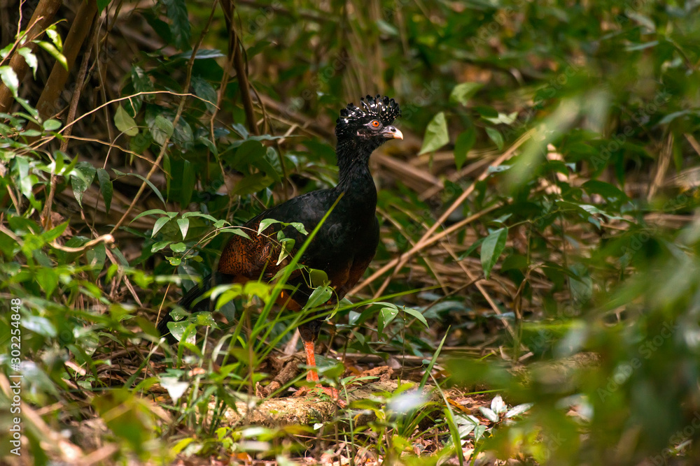 Fototapeta premium Red billed Curassow in forest area photographed in Linhares, Espirito Santo.