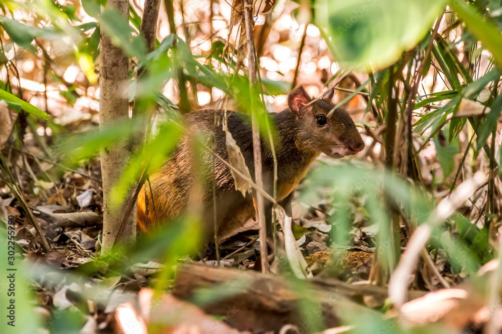 Common Agouti photographed at Cupido & Refugio Farm, in Linhares, Espirito Santo, Southeast of Brazil. Atlantic Forest Biome. Picture made in 2013. Common Agouti photographed at Cupido & Refugio Farm, in Linhares, Espirito Santo, Southeast of Brazil. Atlantic Forest Biome. Picture made in 2013.