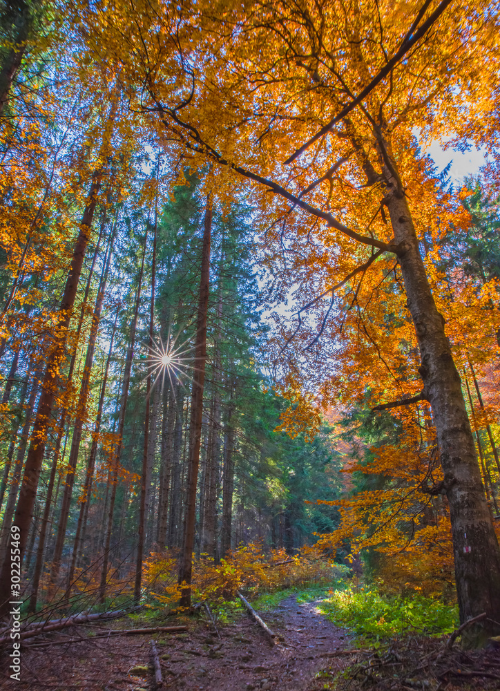 Fototapeta premium Autumn path in the forest