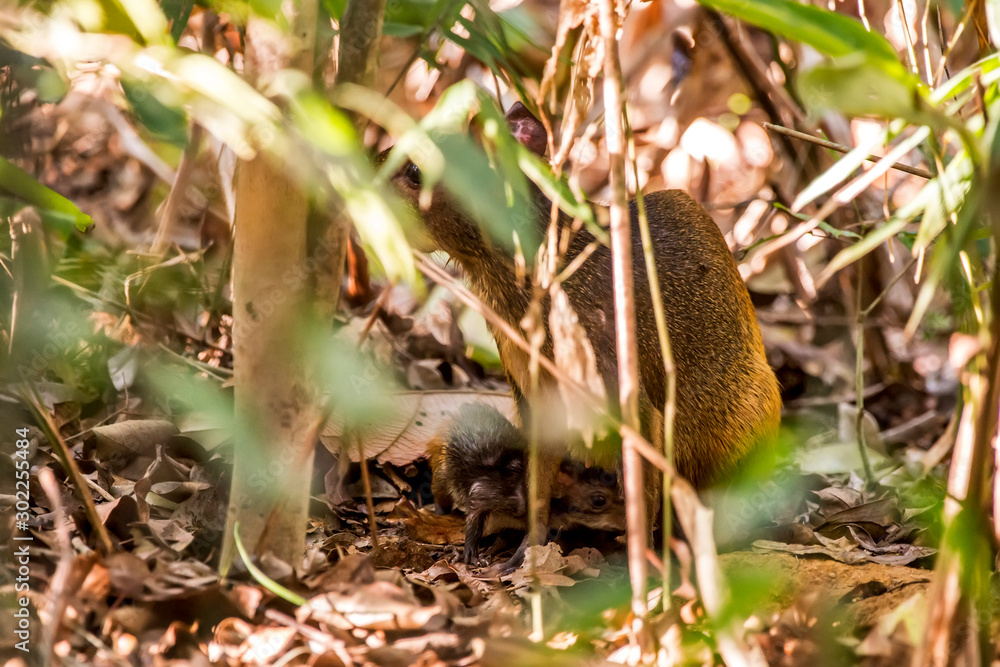 Common Agouti photographed at Cupido & Refugio Farm, in Linhares, Espirito Santo, Southeast of Brazil. Atlantic Forest Biome. Picture made in 2013. Common Agouti photographed at Cupido & Refugio Farm, in Linhares, Espirito Santo, Southeast of Brazil. Atlantic Forest Biome. Picture made in 2013.