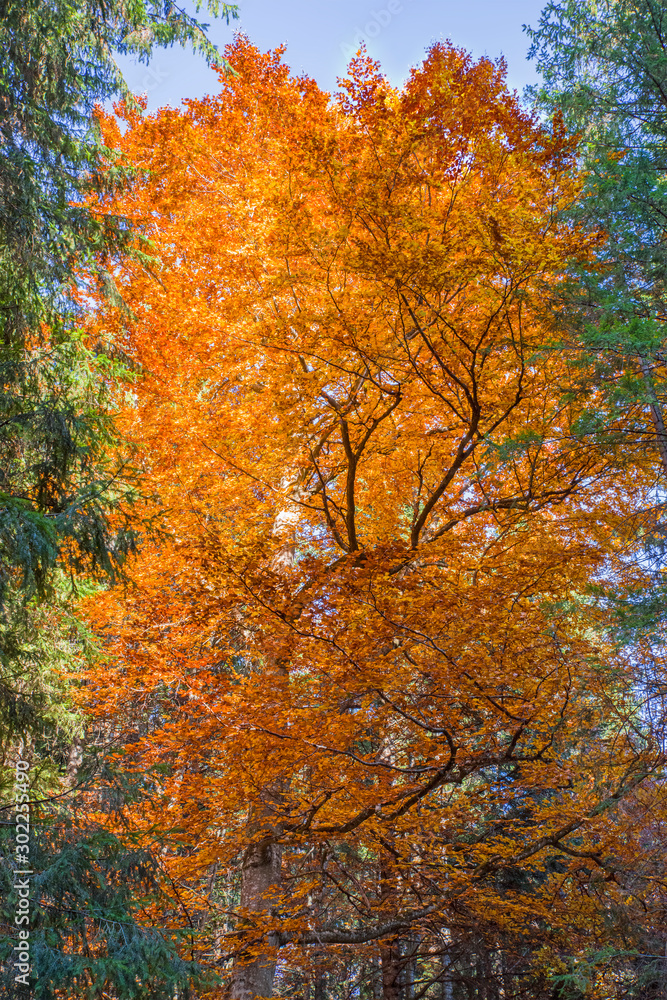 Golden leaves tree autumn scene