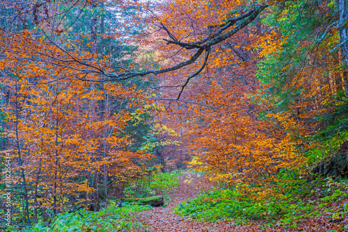 Forest path in autumn scene