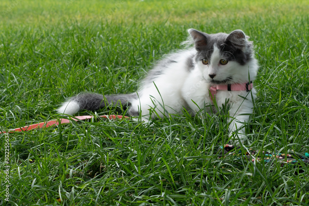 Gray and white kitten laying in the grass outside.