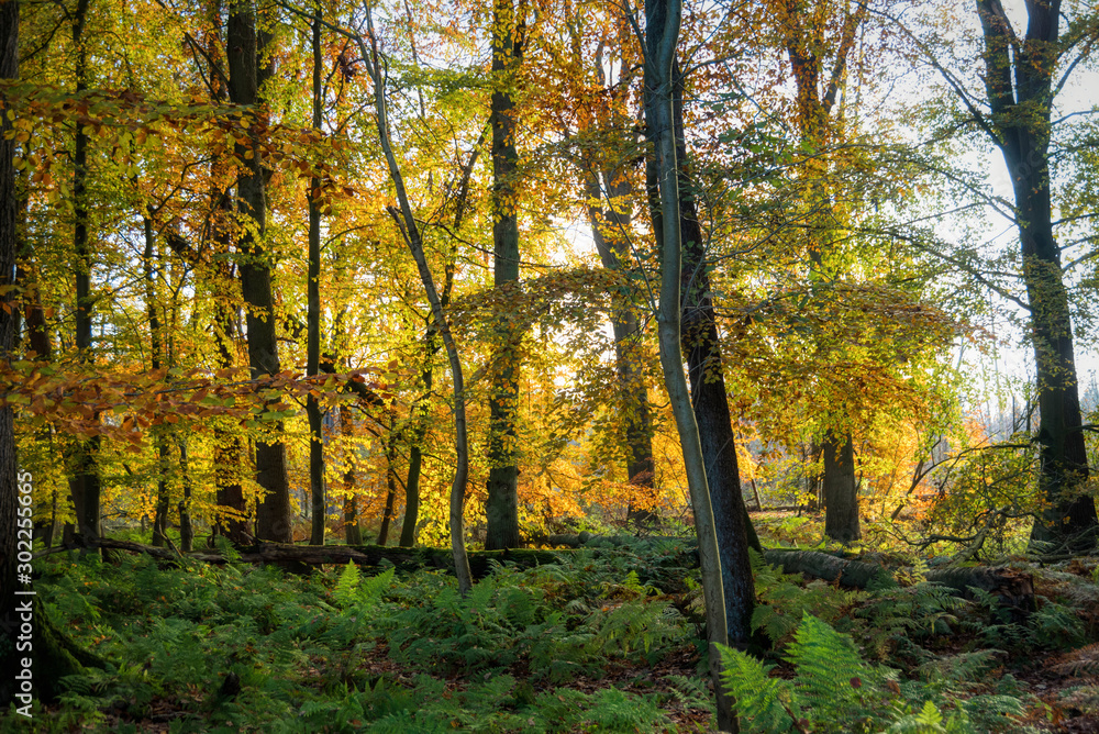 Fototapeta premium Kaltenhofer Moor in Schleswig-Holstein in Germany