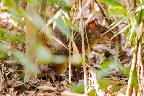 Common Agouti photographed at Cupido   Refugio Farm  in Linhares  Espirito Santo  Southeast of Brazil. Atlantic Forest Biome. Picture made in 2013.