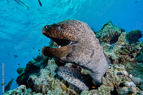 Tableau sur toile Moray eel