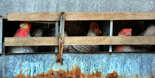 Εκτύπωση καμβά Chicken Coup With Three Hens