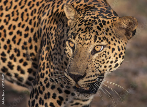 Big male leopard stare  Sunshine on leopard face  sun on leopard  leopard in the sun  leopard in sunlight