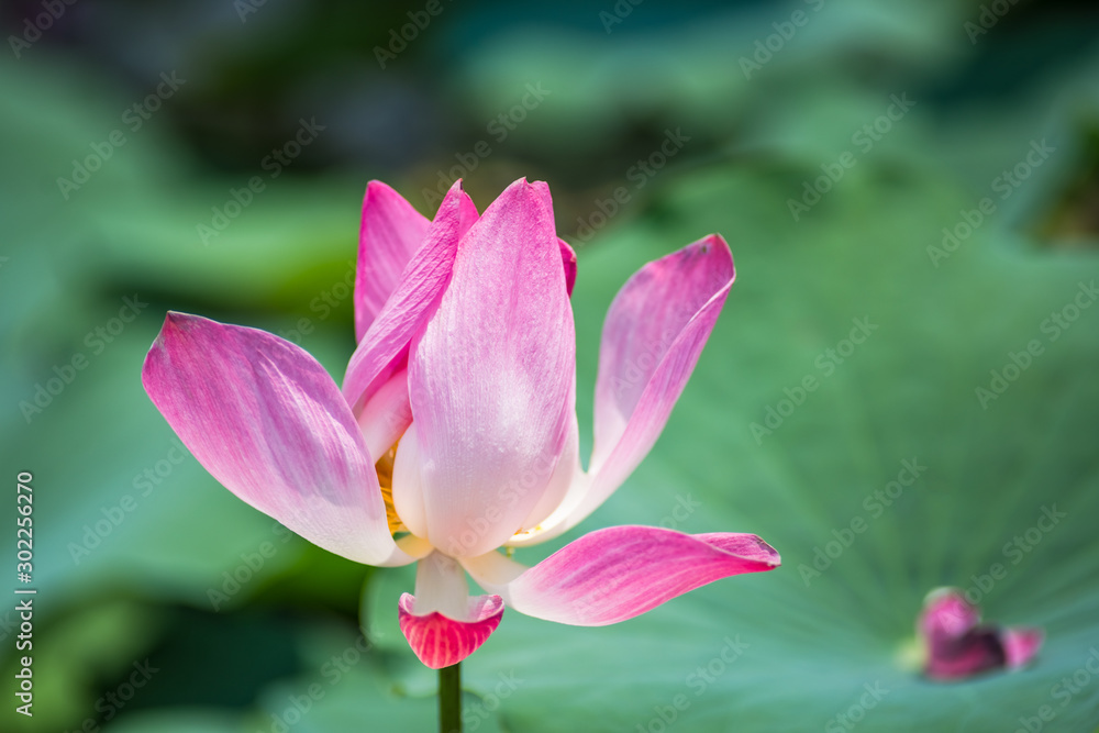 pink Lotus flower