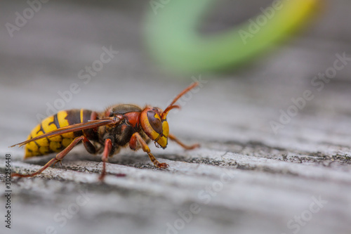 European Hornet, Hornet, Wasp