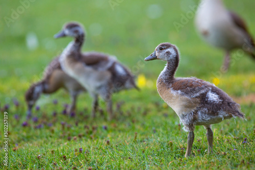 Gaggle of Egyptian geese (alopochen aegyptiaca) with goslings on grass